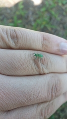 Phyllobius arborator