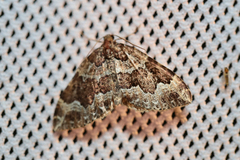 Lampropteryx suffumata