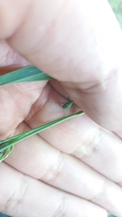 Phyllobius arborator