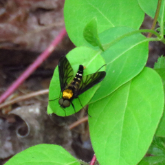 Chrysopilus thoracicus