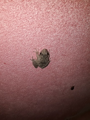 Scinax acuminatus