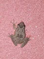 Scinax acuminatus