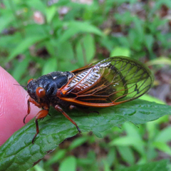 Magicicada cassinii