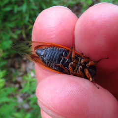 Magicicada cassinii