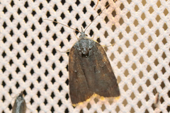 Nycteola