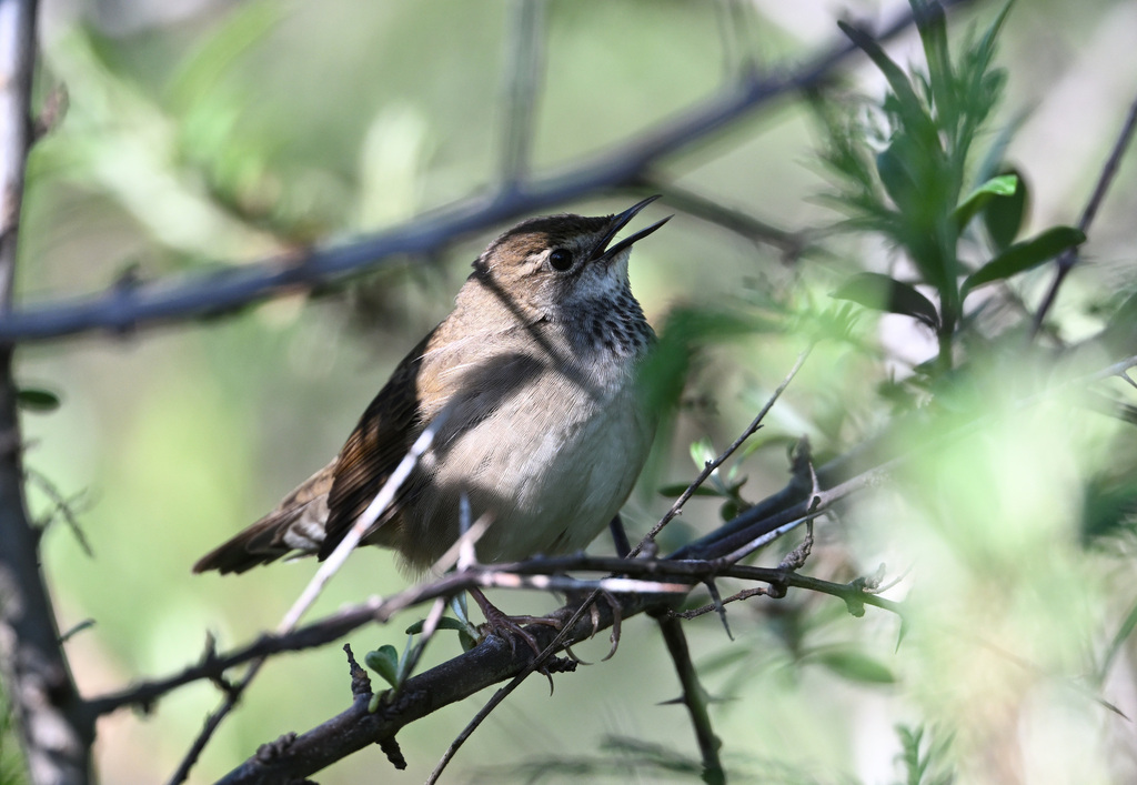 Baikal Bush Warbler from Mentougou District, Beijing, China on June 3 ...