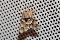 Acronicta geographica