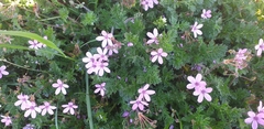 Erodium cicutarium