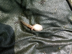 Rana dalmatina