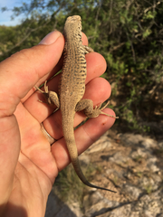 Aspidoscelis marmoratus