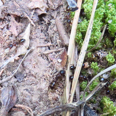 Camponotus subbarbatus