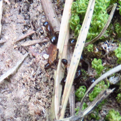 Camponotus subbarbatus