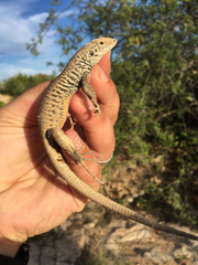 Aspidoscelis marmoratus