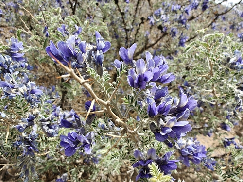 Sophora moorcroftiana