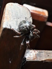 Parawixia bistriata