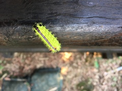 Parasa pastoralis