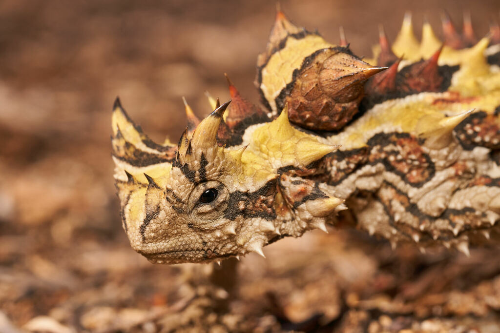 Thorny Devil