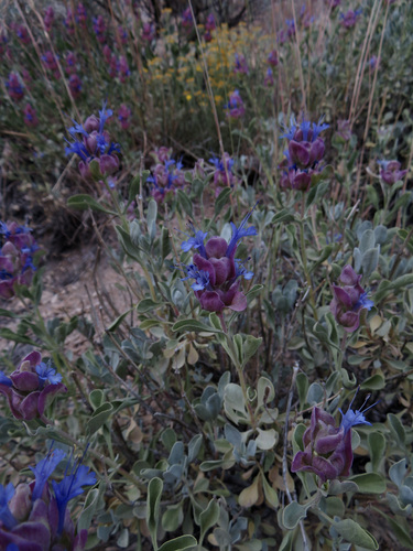 Image of Salvia pachyphylla by no rights reserved