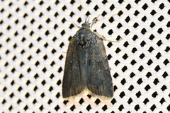 Nycteola