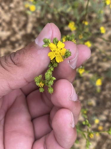 iNaturalist observation photo of Clustered Tarweed