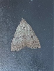 Tolpiodes oligolasia