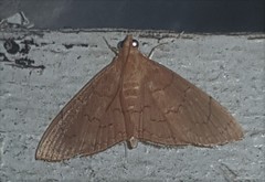 Hyalobathra