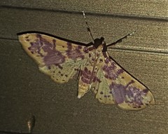 Conogethes haemactalis