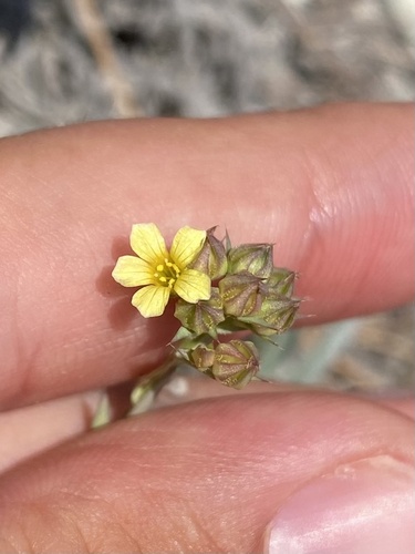Linum corymbulosum (Linum corymbulosum)
