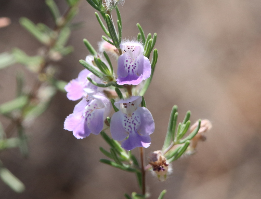 False Rosemary (Apalachicola Regional Species) · iNaturalist