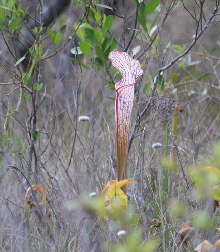 Sarracenia leucophylla