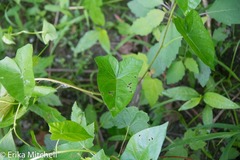 Calystegia pubescens