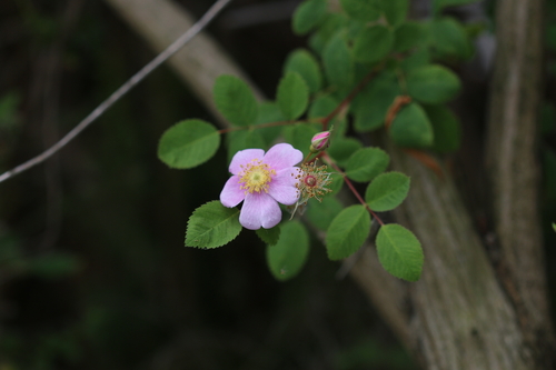 iNaturalist observation photo of California Wild Rose