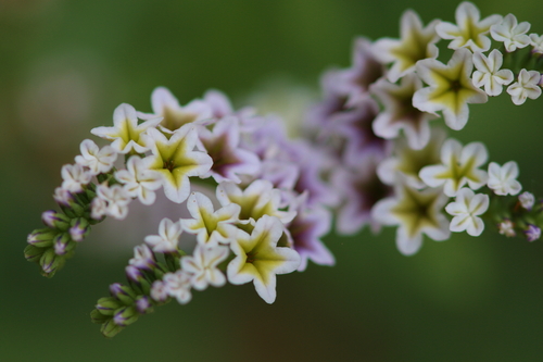 iNaturalist observation photo of alkali heliotrope