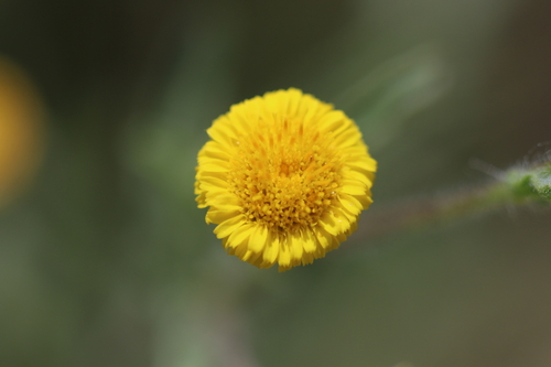 iNaturalist observation photo of Spanish False Fleabane