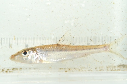 Longnose gudgeon (Hemibarbus longirostris) — Cyprinidae — 5