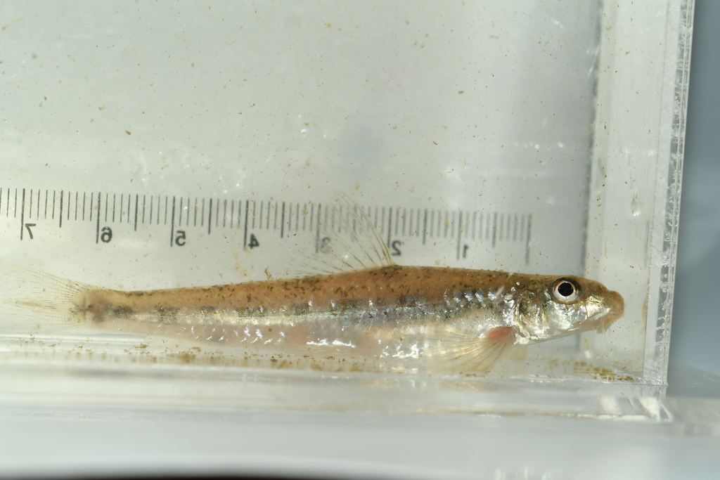 Yalu gudgeon (Microphysogobio yaluensis) — Cyprinidae