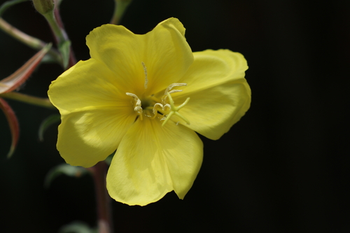 iNaturalist observation photo of tall evening primrose