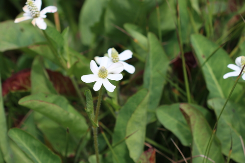iNaturalist observation photo of Yerba Mansa