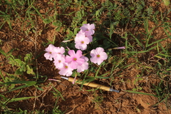 Oxalis imbricata