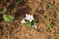 Oxalis imbricata