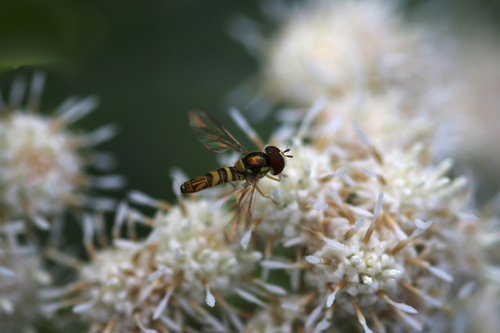 iNaturalist observation photo of Oblique Streaktail