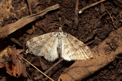 Trichopteryx carpinata