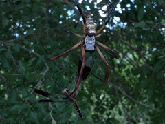 Trichonephila sexpunctata