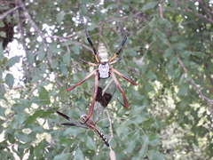 Trichonephila sexpunctata