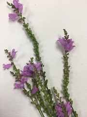 Physostegia intermedia