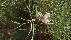 Hakea drupacea