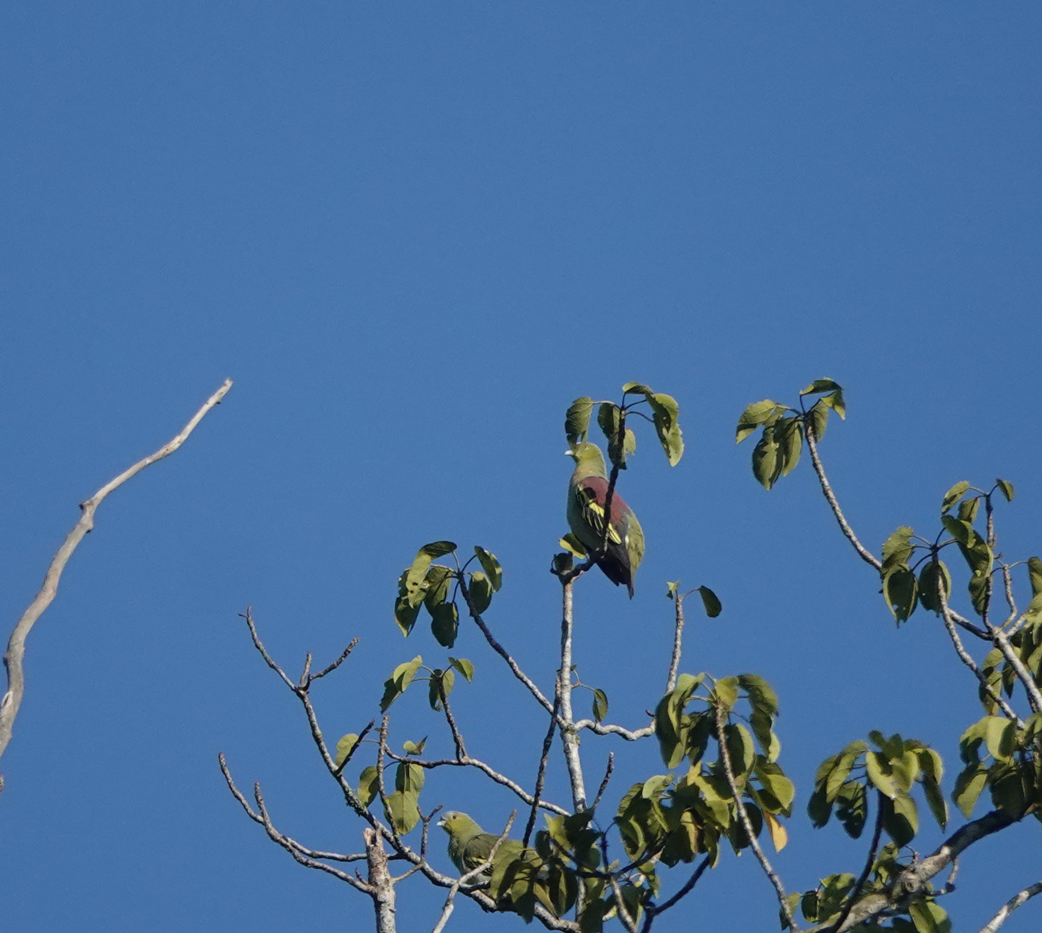 Ashy-headed Green Pigeon (Treron phayrei), photo 10