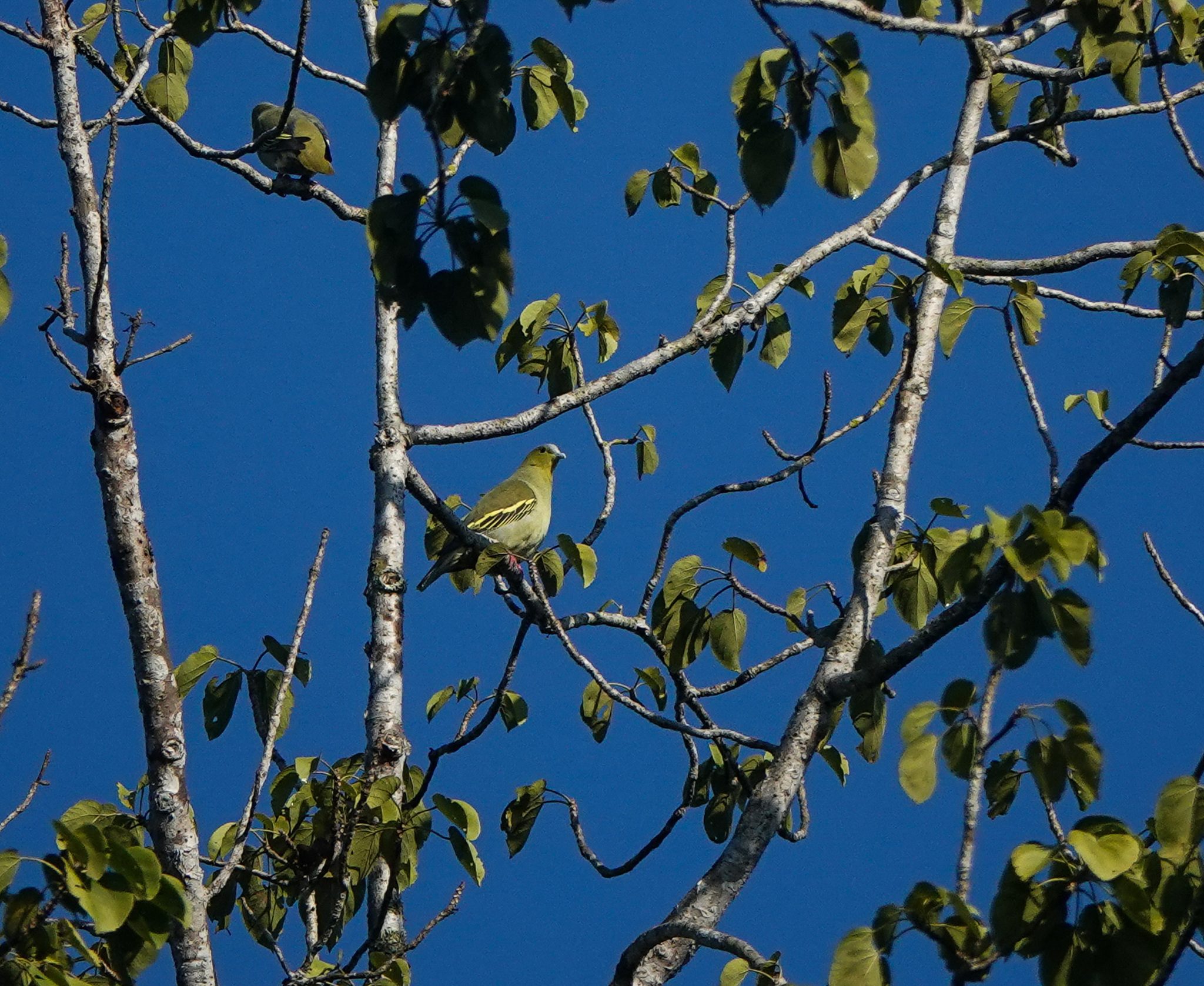 Ashy-headed Green Pigeon (Treron phayrei), photo 9