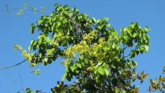 Banisteriopsis nummifera