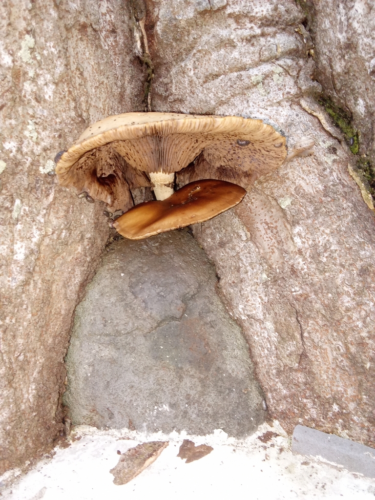 Cyclocybe cylindracea · June 2024 · photo: © hector_montero (iNaturalist, cc-by)